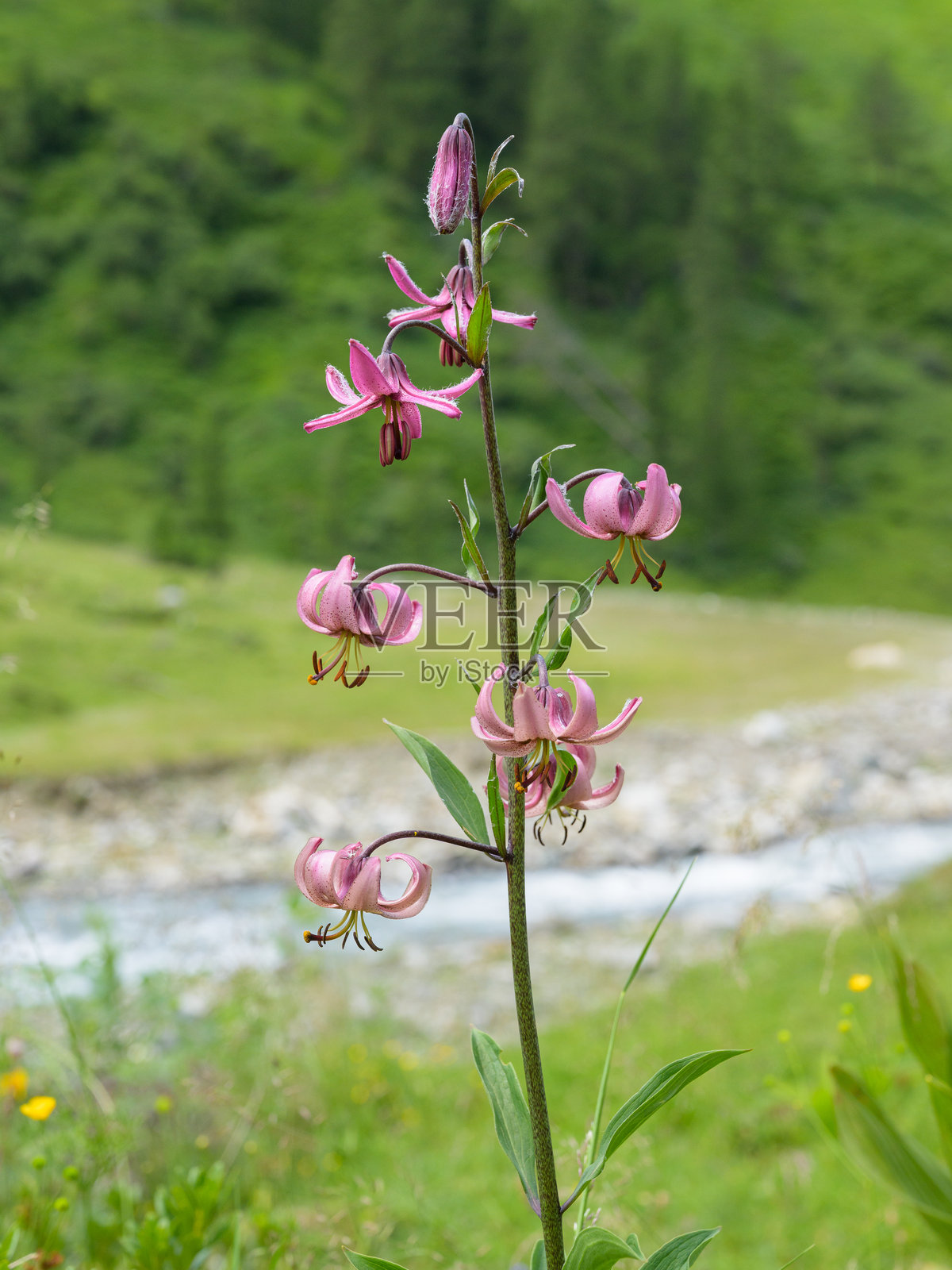 阳光明媚的夏日，马丁贡百合花簇盛开，背景是模糊的河边柳树，地点位于奥地利大钟山卡尔斯。照片摄影图片