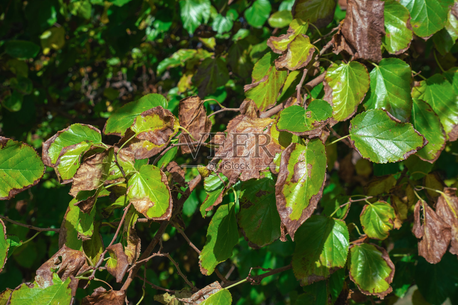 秋季变黄并开始枯萎的桑树叶子。照片摄影图片