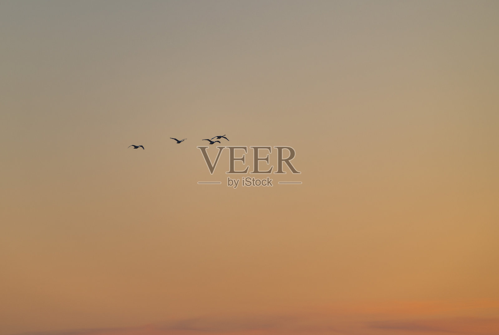 初春清晨，美丽的白天鹅在天空中飞翔。照片摄影图片