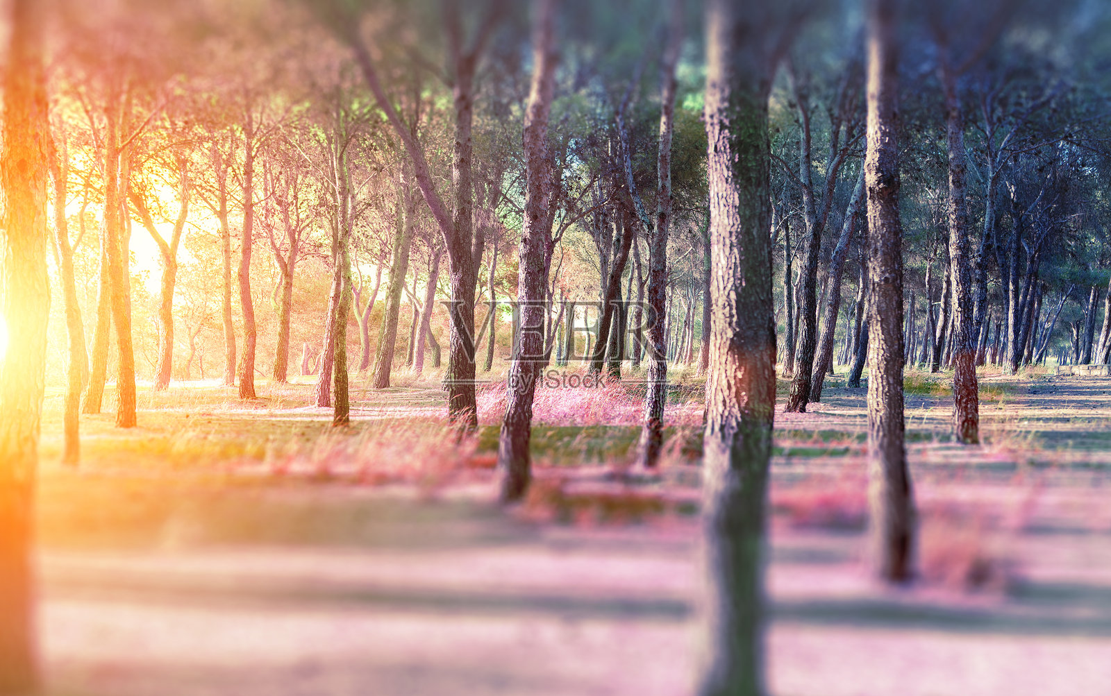 抽象的森林和日落照片摄影图片