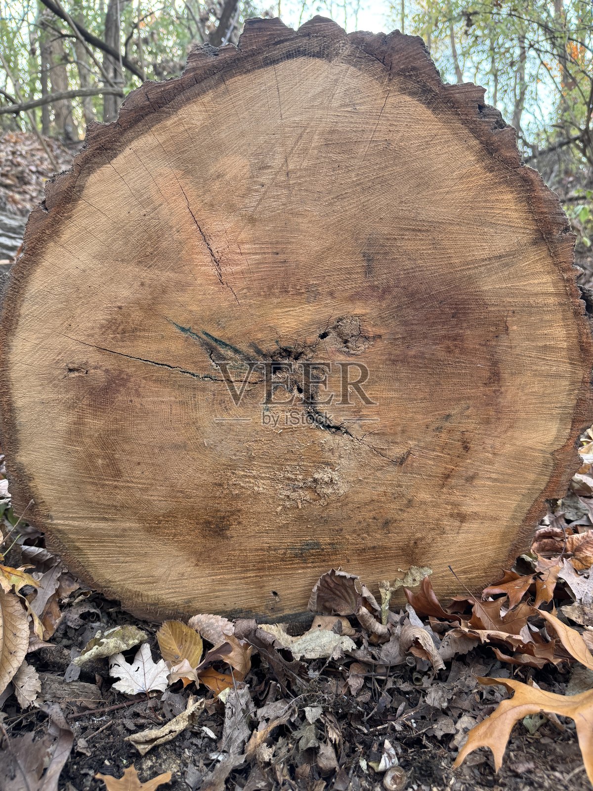 森林中倒下树木的年轮照片摄影图片