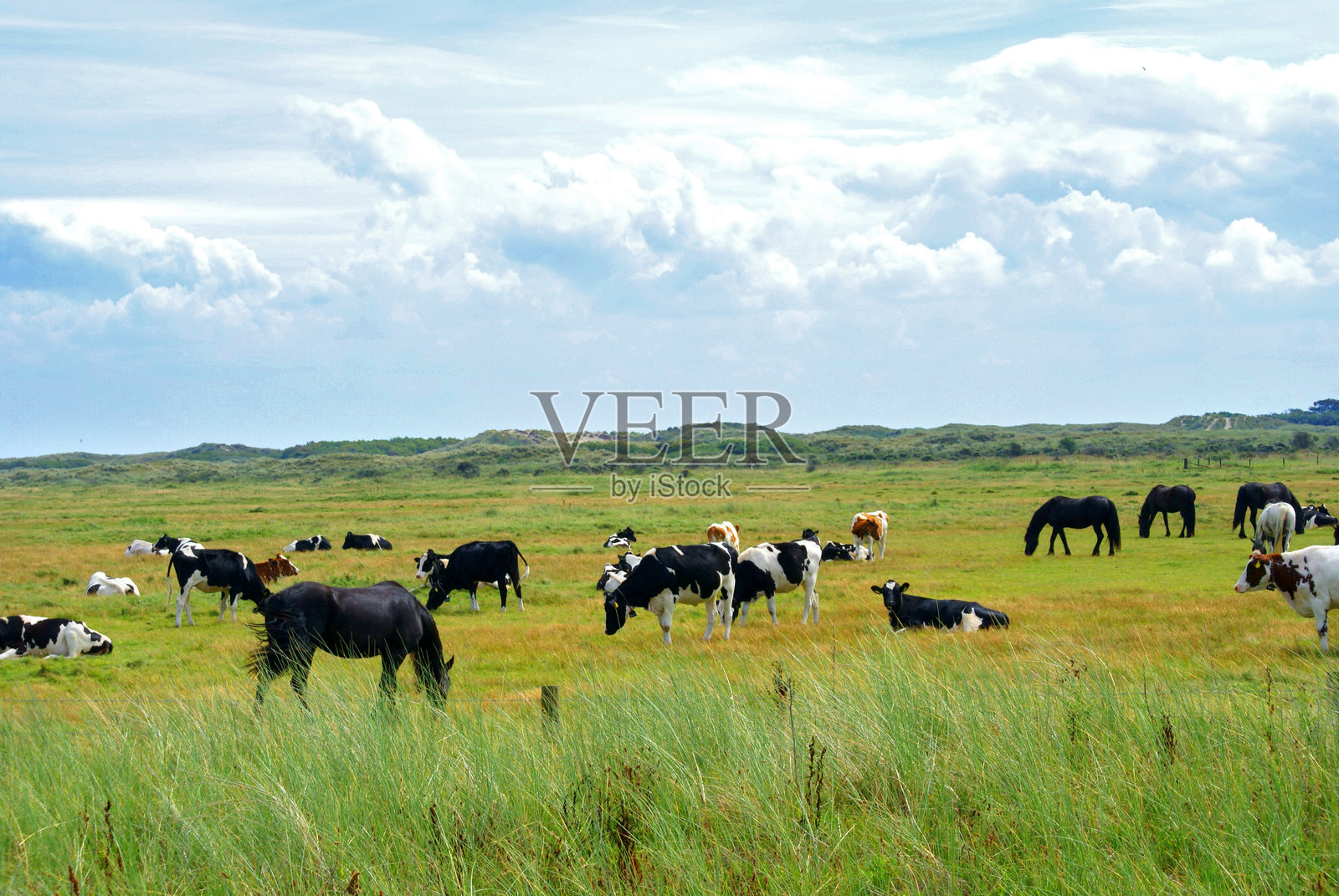 阿梅兰岛上，牛和马在绿色的草地上吃草照片摄影图片