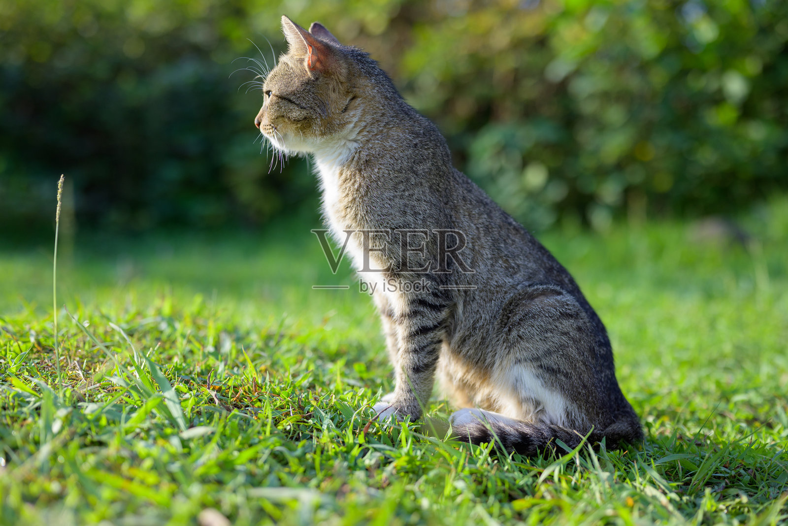 夏日傍晚，一只猫咪在绿色的草地上休息照片摄影图片