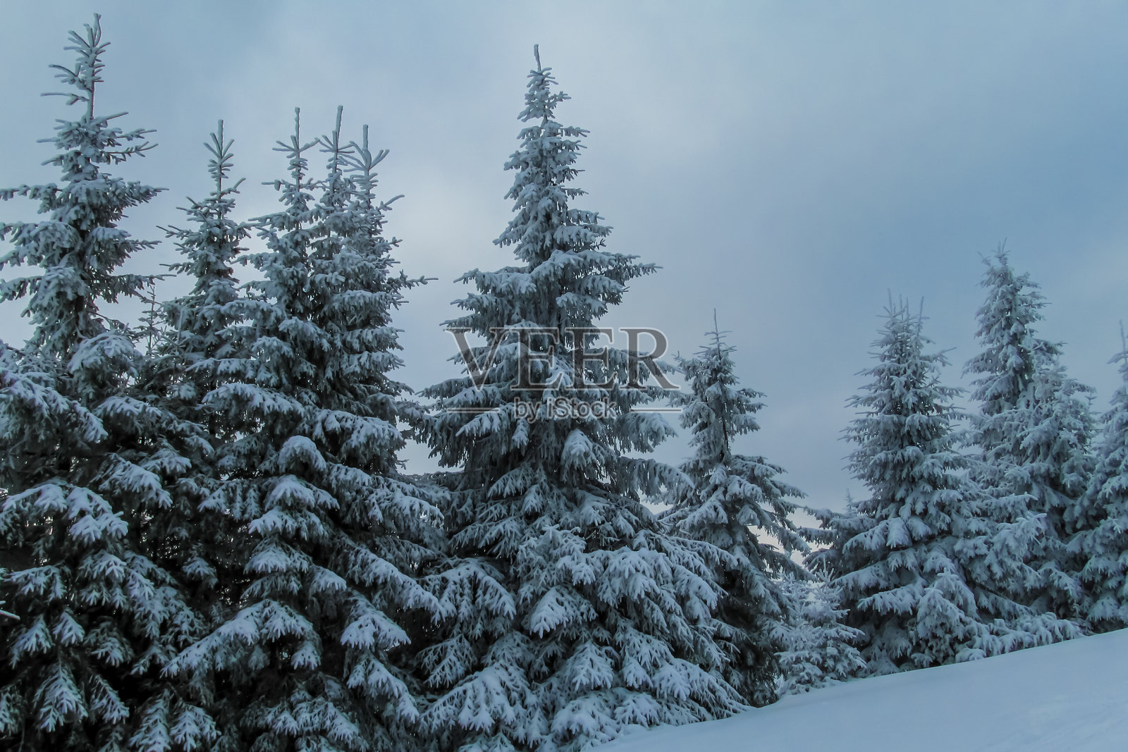 覆盖着白雪的山坡上的冬青树照片摄影图片