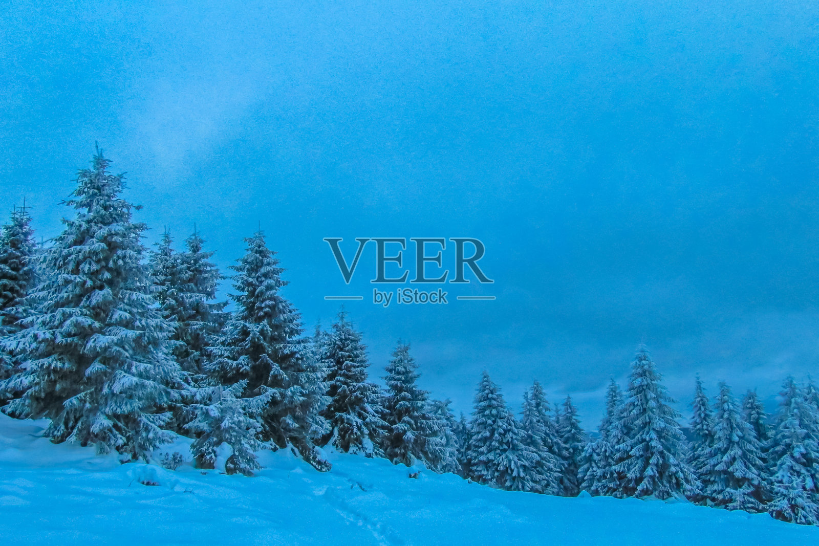 覆盖着雪山的冬青树照片摄影图片