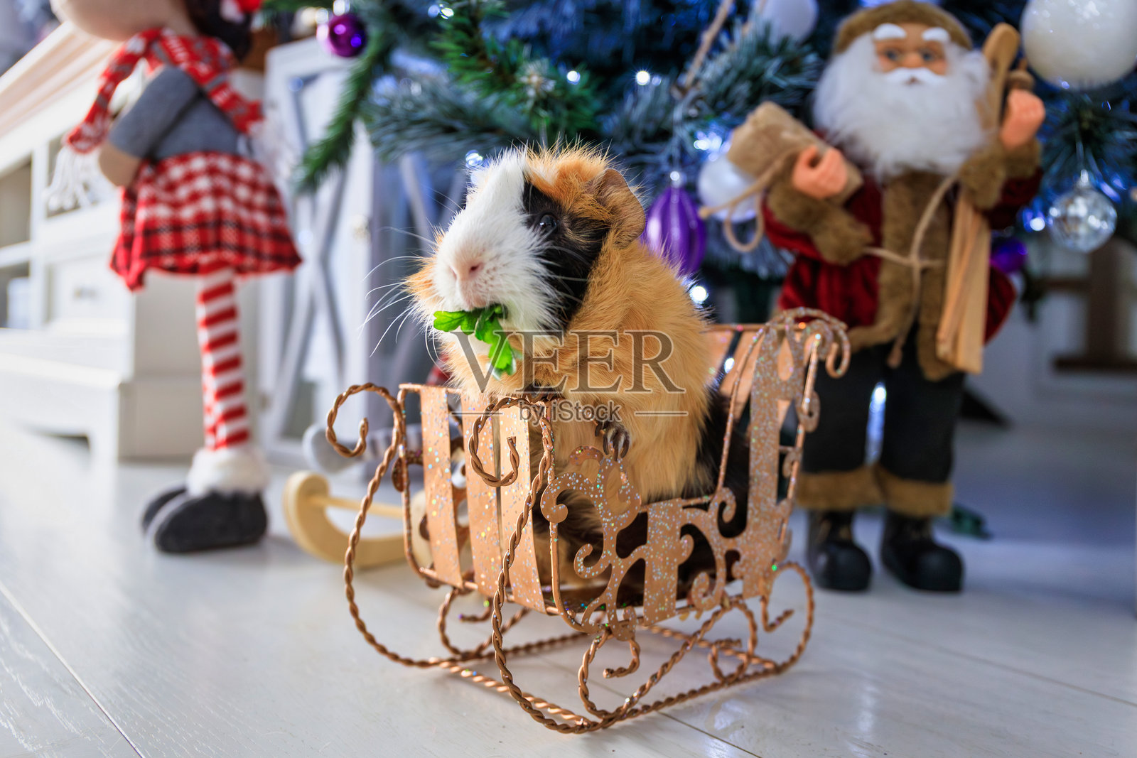 家里的圣诞树下有一只豚鼠。照片摄影图片