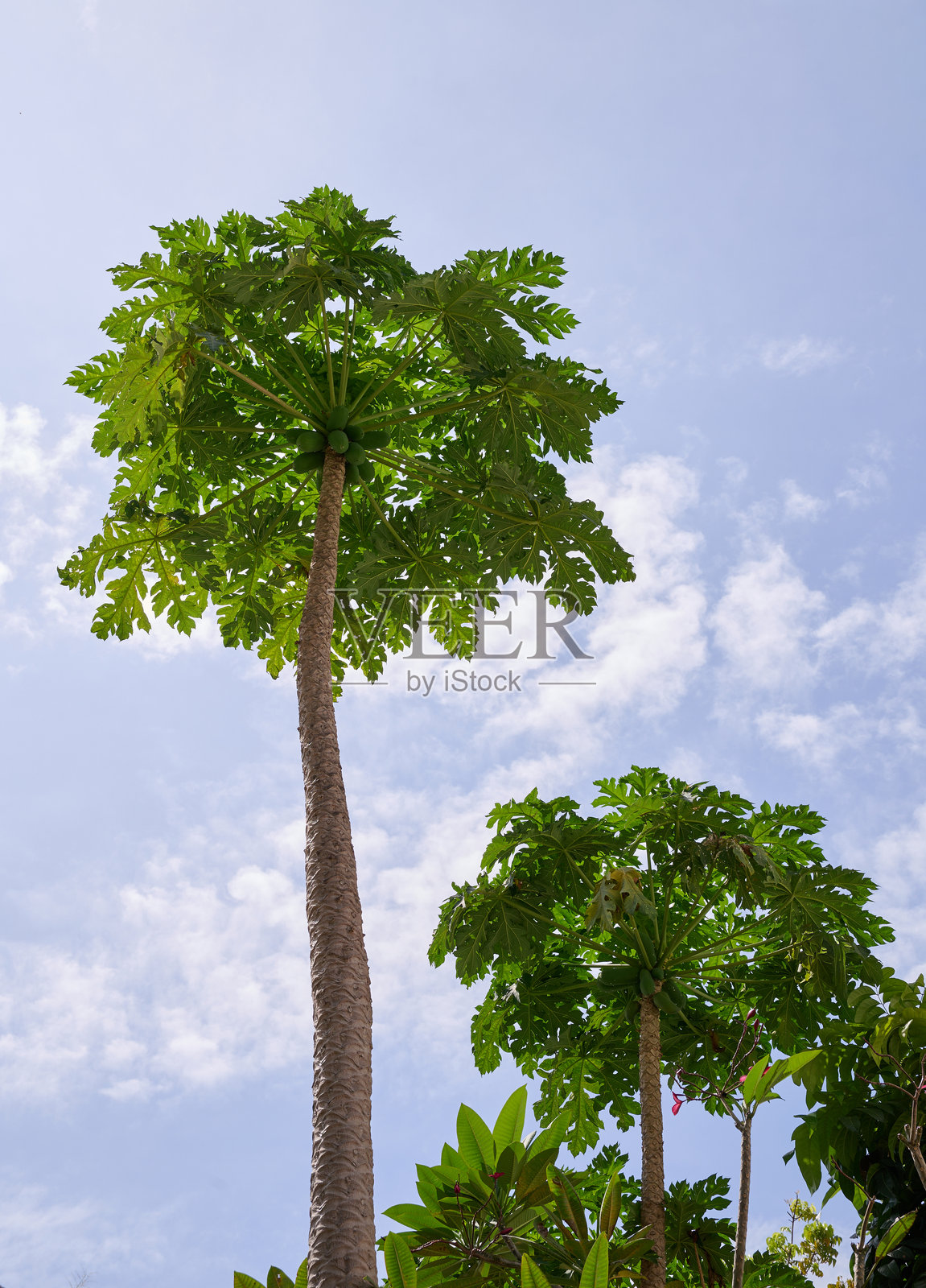 低视角下的新鲜青木瓜叶照片摄影图片