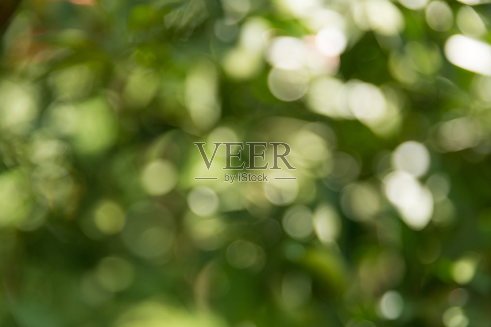 商业概念，橙子树在柑橘园中茁壮成长，鲜艳的果实和郁郁葱葱的绿叶构成令人惊叹的背景，繁茂的绿色花园里，成熟的作物挂满枝头。照片摄影图片