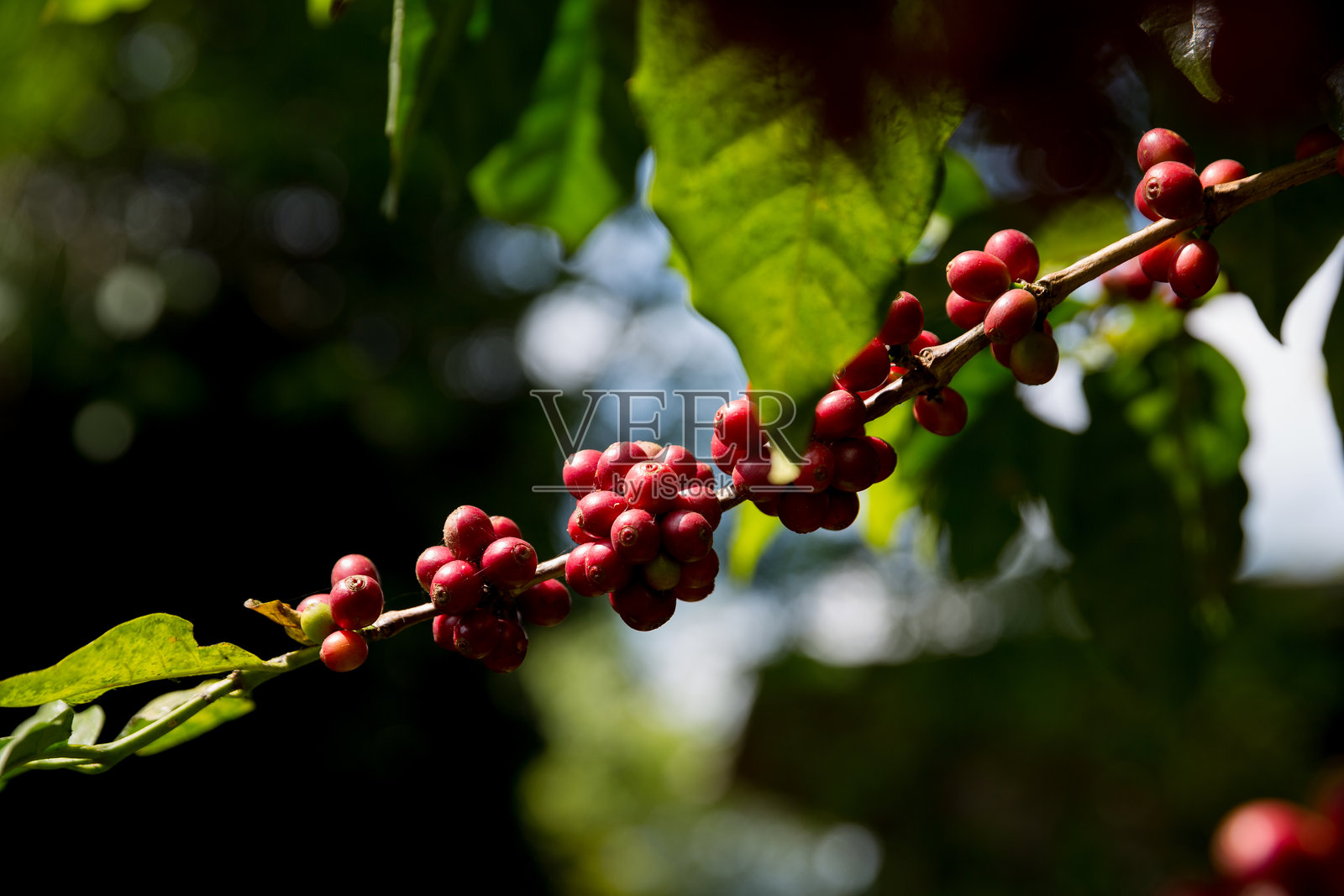 农民收获咖啡豆的概念，特写成熟的罗布斯塔和阿拉比卡咖啡浆果，新鲜的绿色叶子，正在采摘橙色作物，红色和黄色的浆果，未加工的植物，树木农场生长，模糊的背景，生态有机花园照片摄影图片