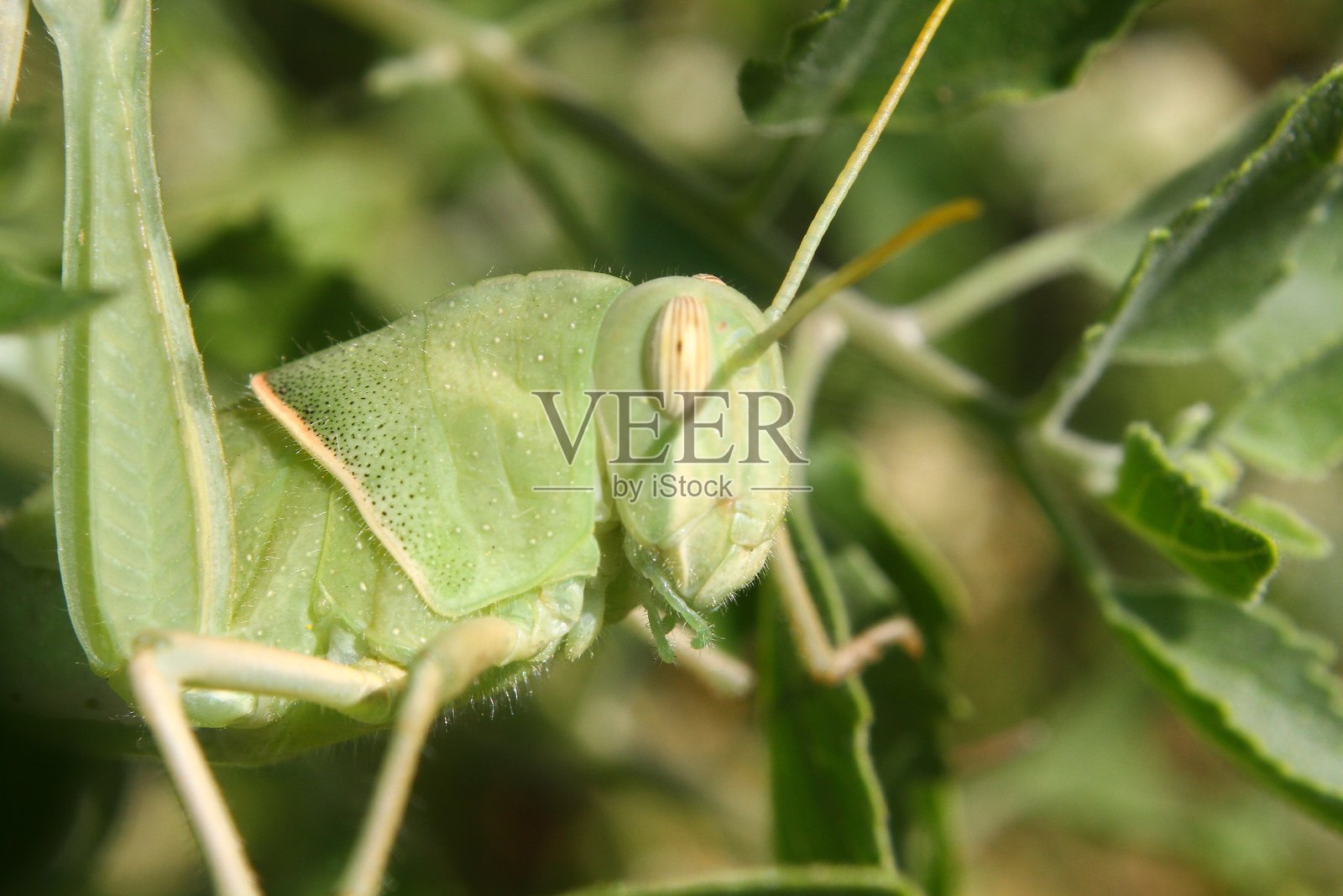 叶子上的绿蚱蜢（Dichromorpha viridis）若虫照片摄影图片