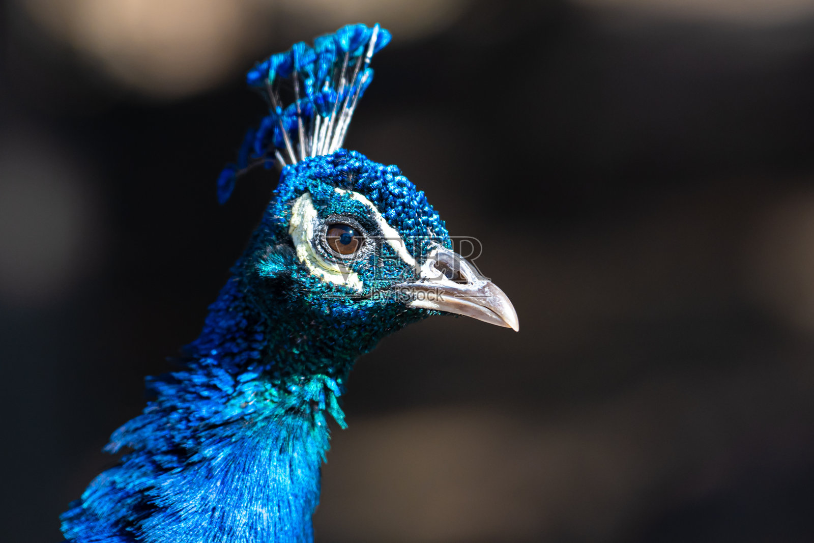 雄孔雀特写肖像照片摄影图片