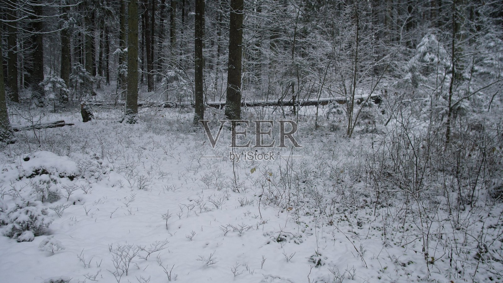 阿拉斯加宁静的冬季景象，雪花覆盖着森林地面，树木在飘落的雪花中静静伫立。这片宁静的风景捕捉了冬季大自然的精髓。照片摄影图片