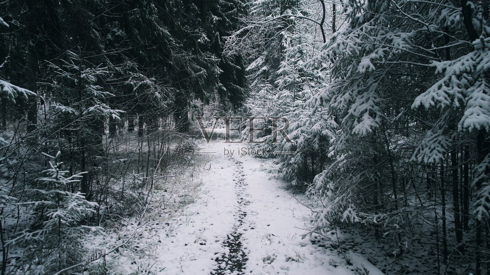 阿拉斯加的冬季森林里，一条宁静的小路蜿蜒穿过，地面覆盖着新雪。高大的常绿树木勾勒出小径，营造出平和而寒冷的气氛。照片摄影图片
