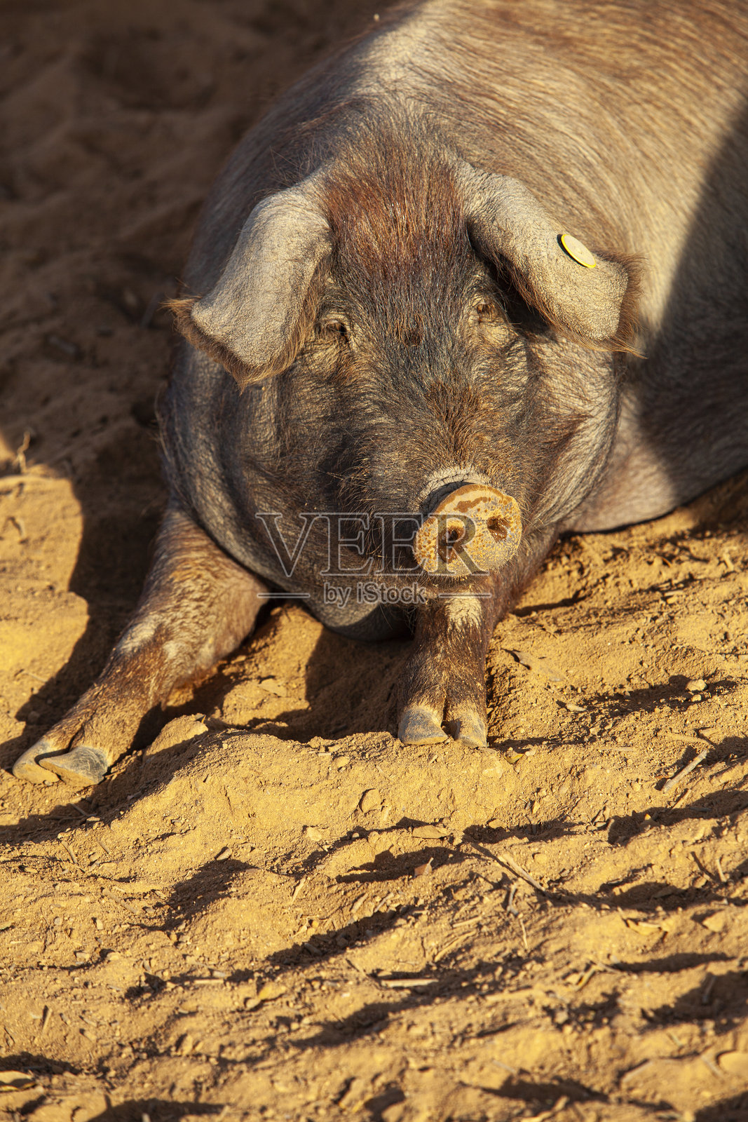 伊比利亚猪样本照片摄影图片