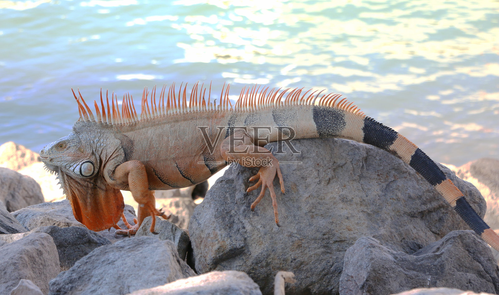 色彩缤纷的鬣蜥照片摄影图片