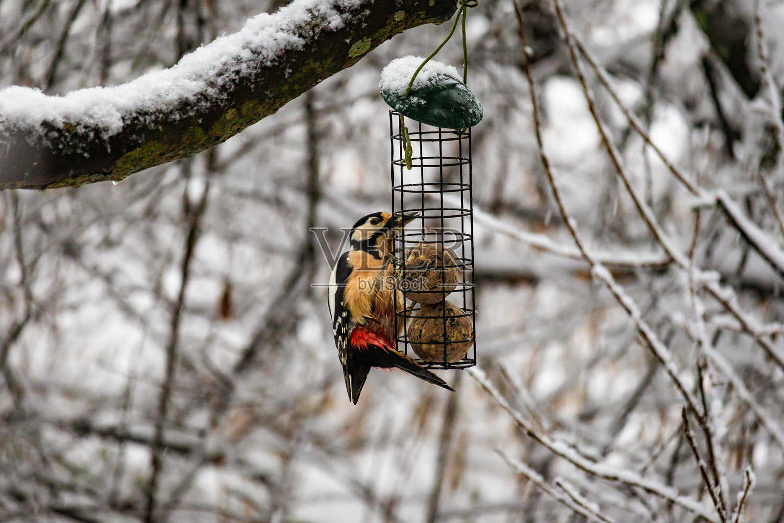 一只啄木鸟栖息在喂鸟器上，在雪花轻轻飘落的环境中啄食种子。画面细节丰富，羽毛清晰可见，光线自然，背景是雪林。非常适合野生动物摄影、冬季自然和观鸟主题内容。照片摄影图片