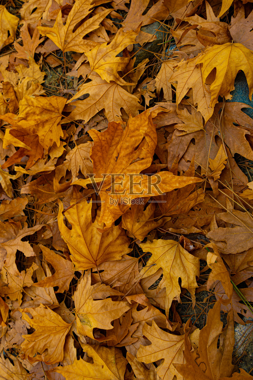 秋天色彩鲜艳的落叶在地上照片摄影图片