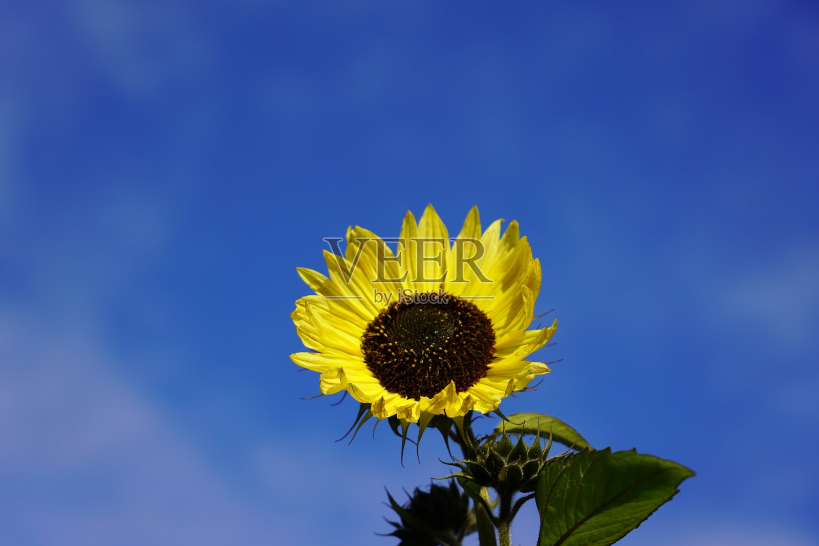 蓝天下的向日葵照片摄影图片