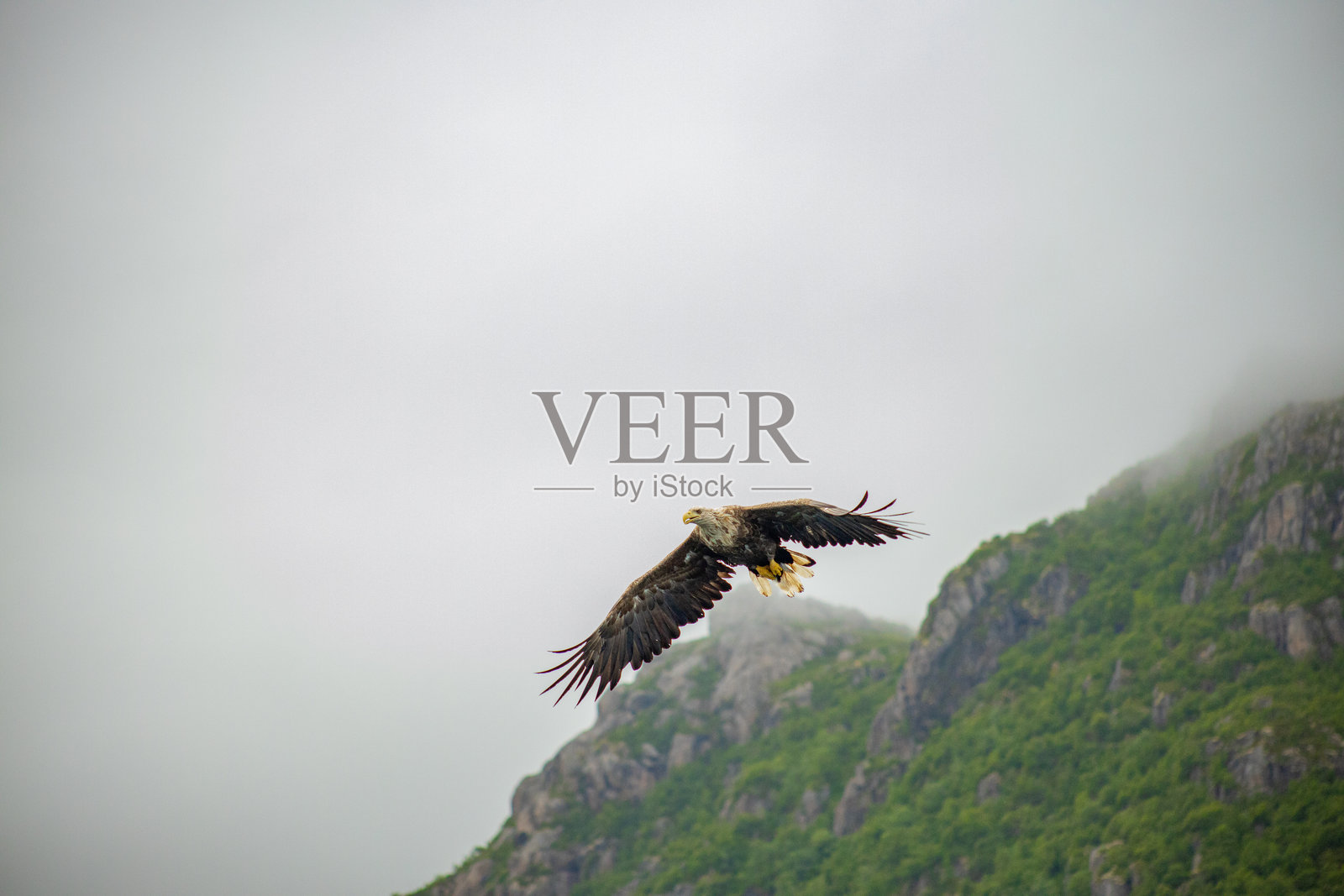 白尾海雕在挪威北部罗弗敦群岛上空翱翔捕猎照片摄影图片