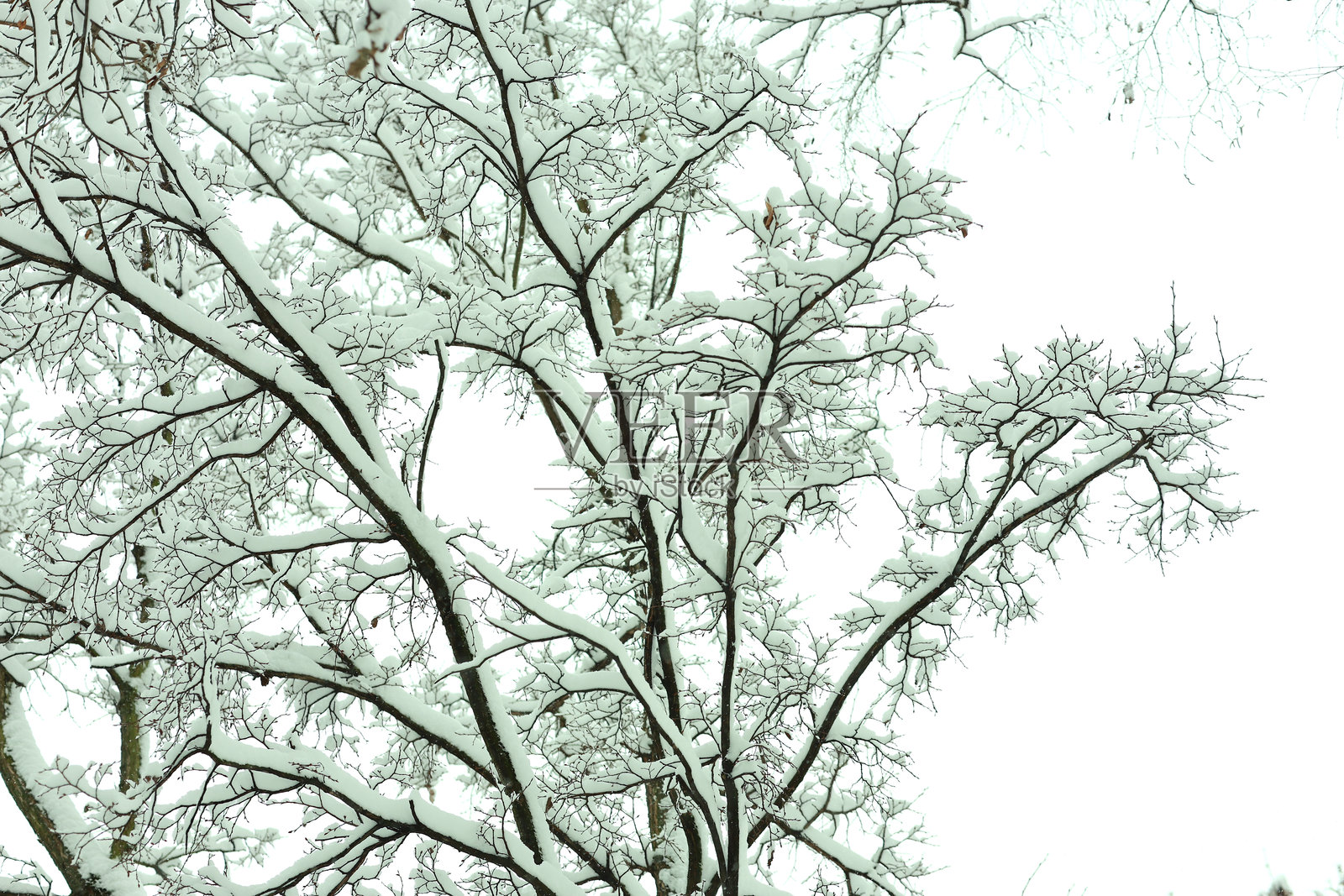 雪中的树照片摄影图片