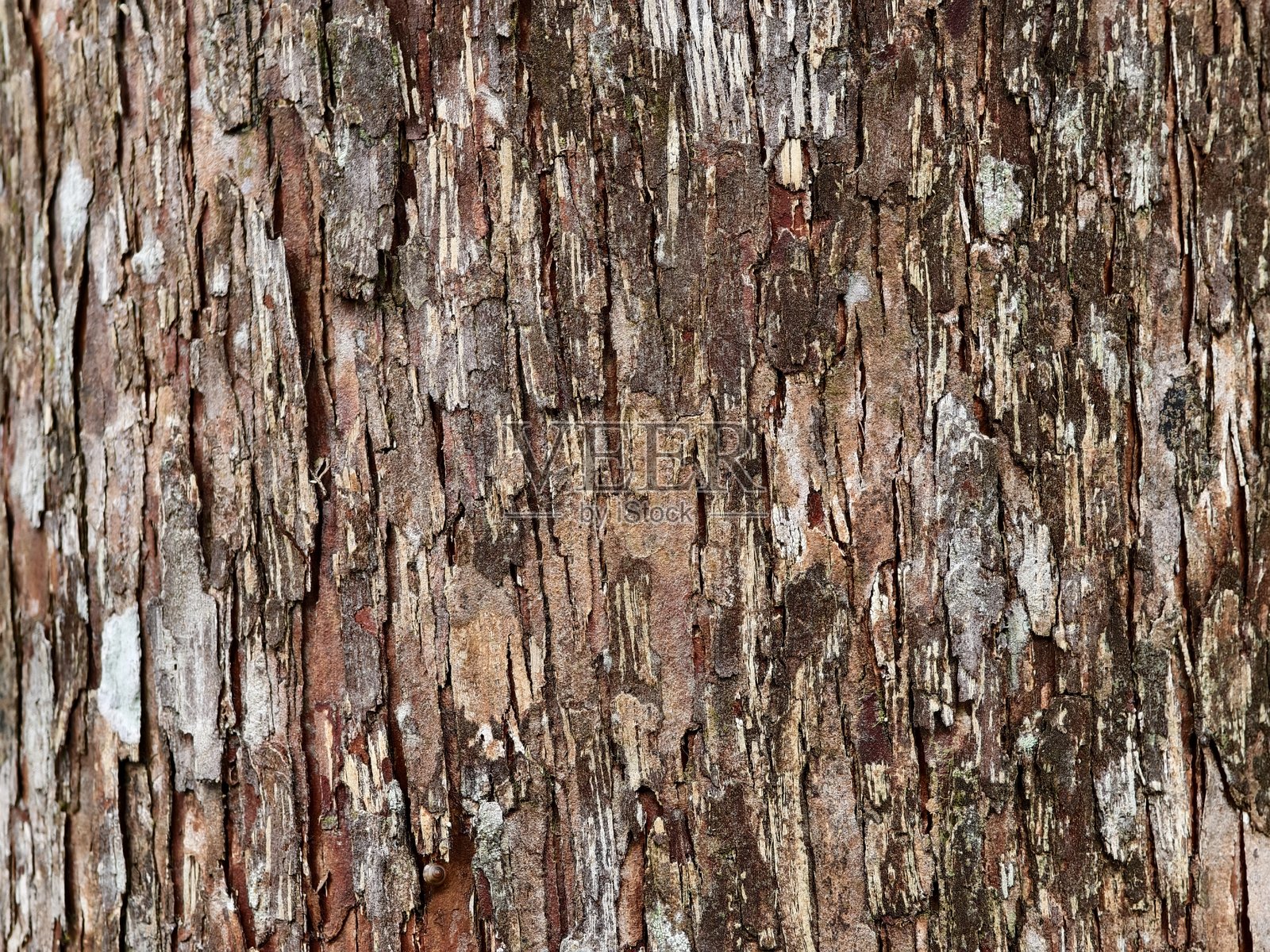 铁木树皮的特写纹理照片摄影图片