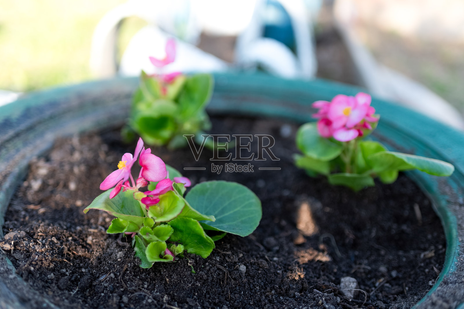 轮胎里种植的花朵照片摄影图片