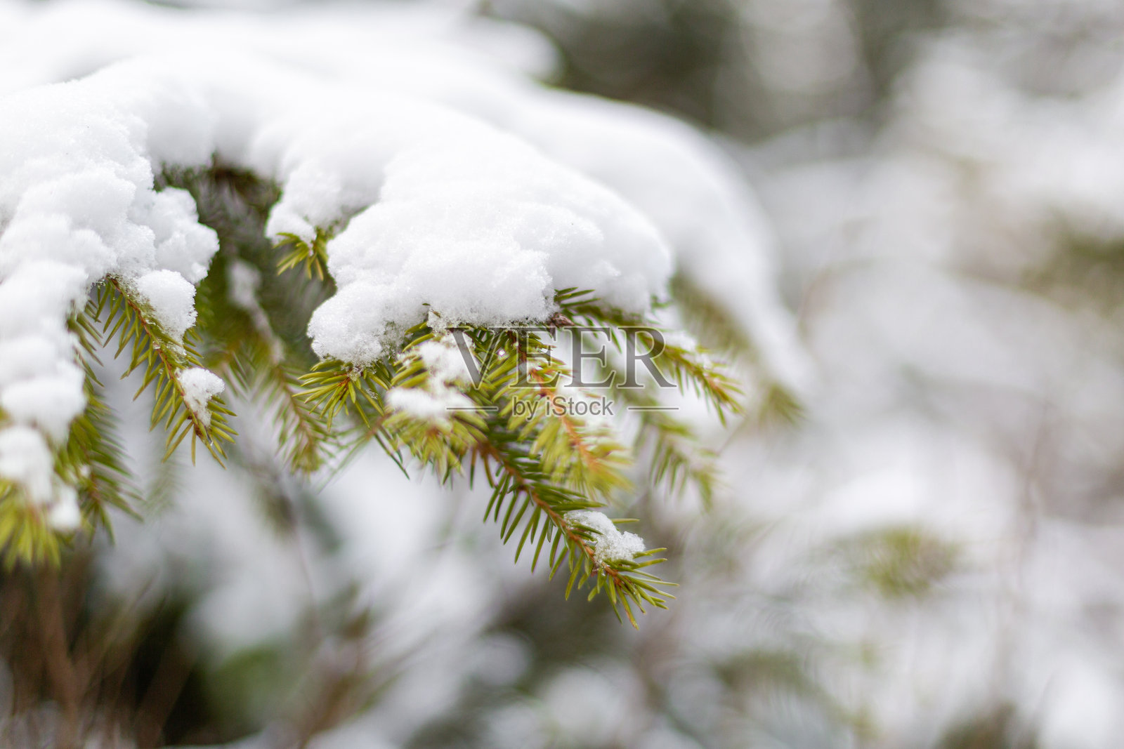 冬季森林雪景中的雪松枝，覆盖着皑皑白雪照片摄影图片
