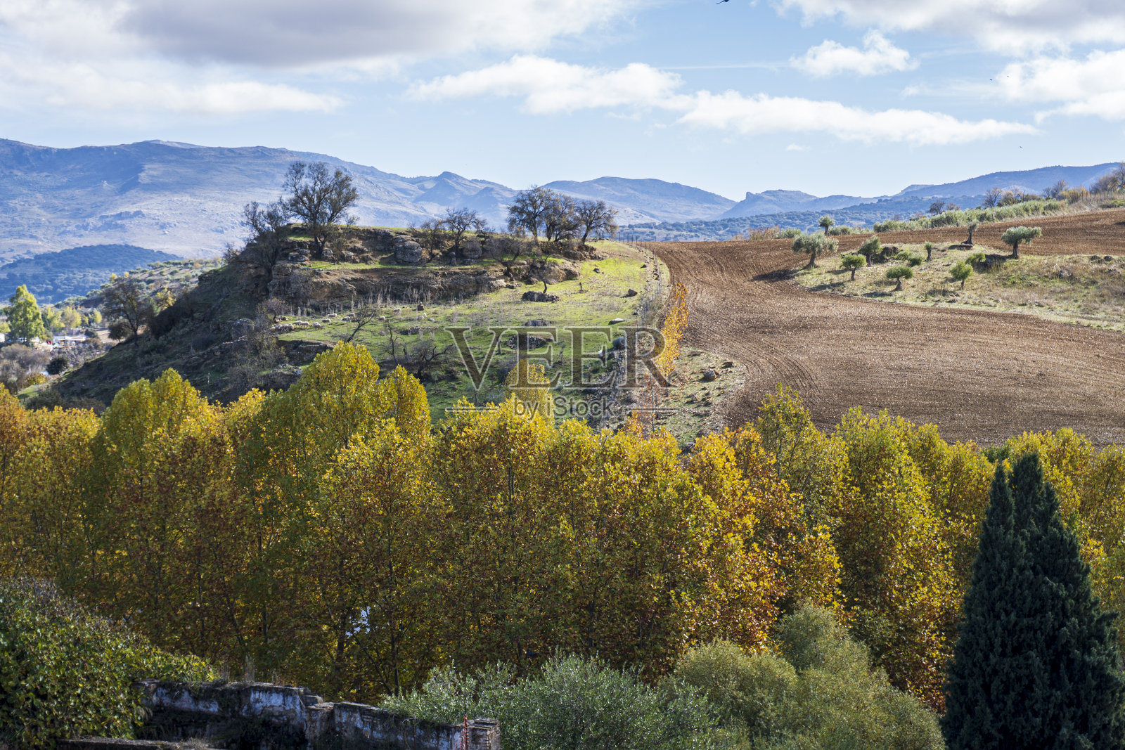 西班牙龙达的金叶子照片摄影图片