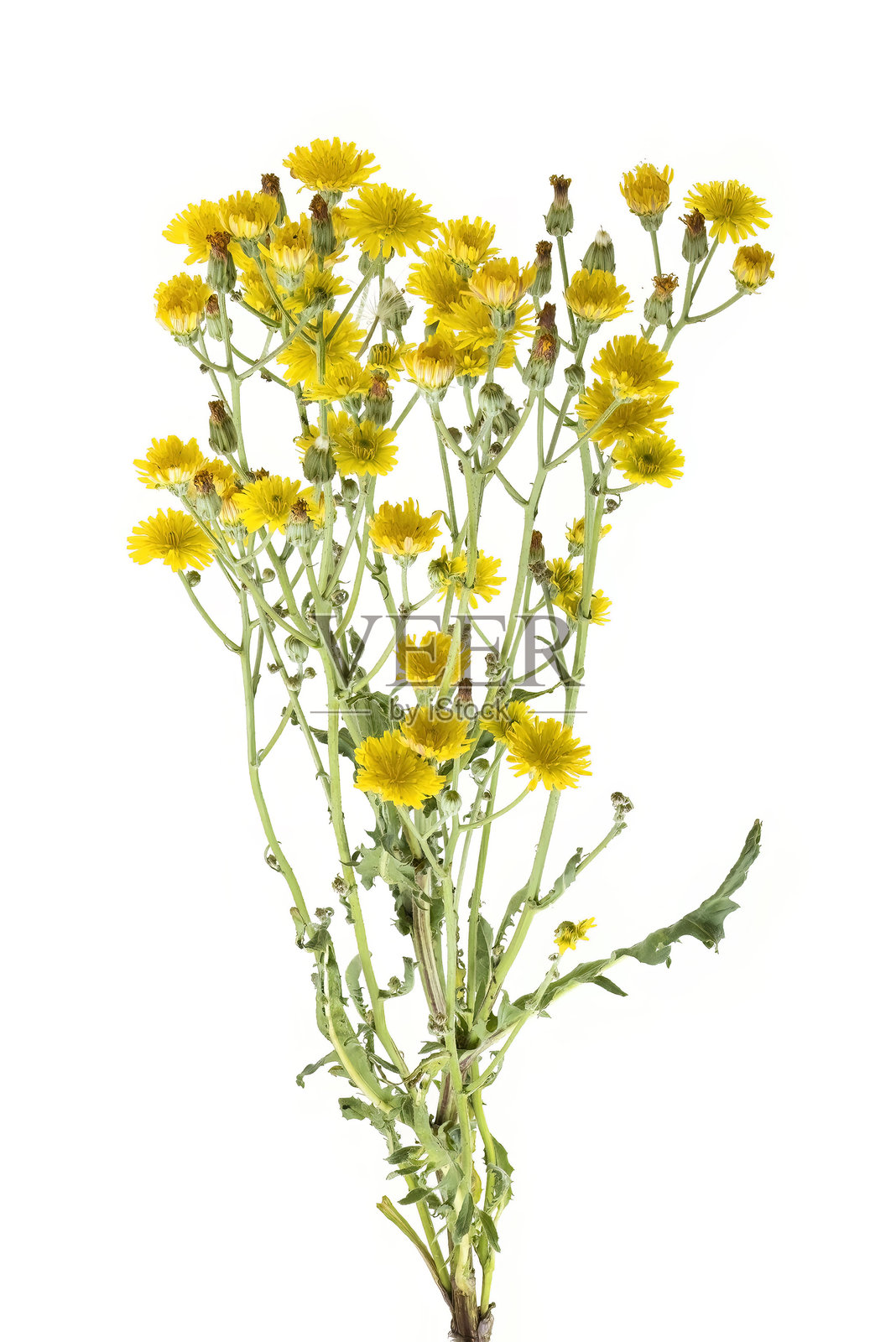 白背板的牛舌菊（Picris hieracioides）野花茎照片摄影图片