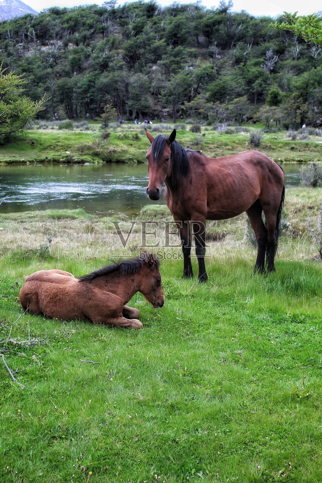 马的照片照片摄影图片