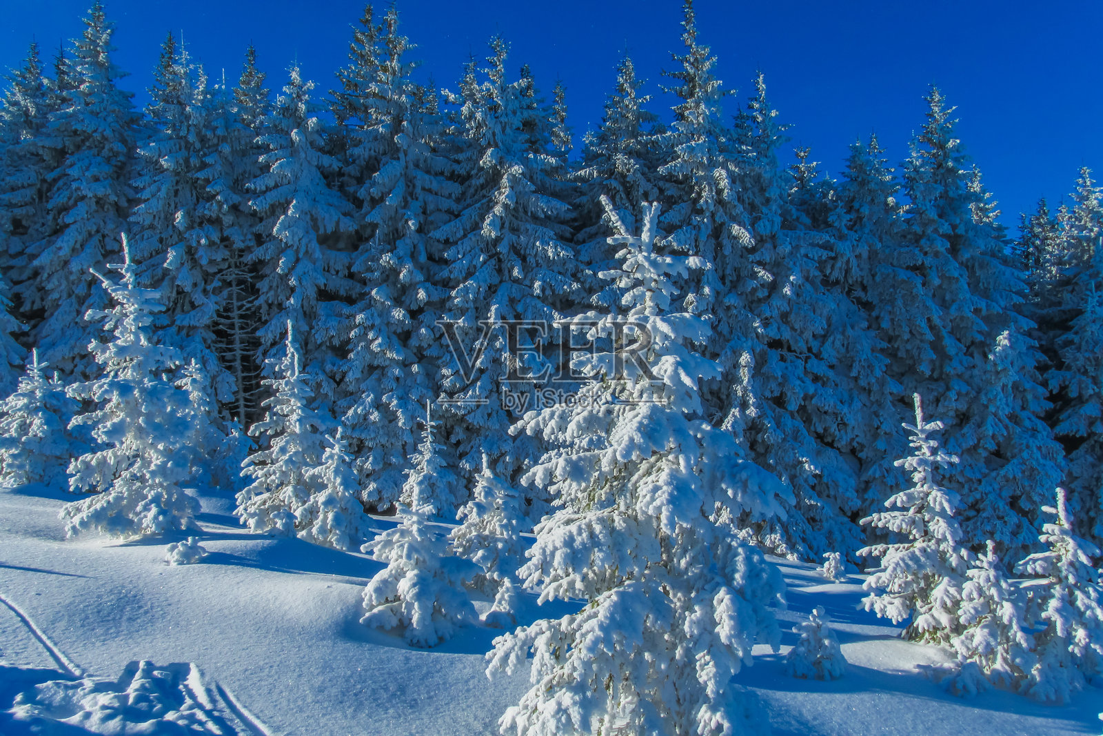 覆盖着雪的冬季松树山坡照片摄影图片