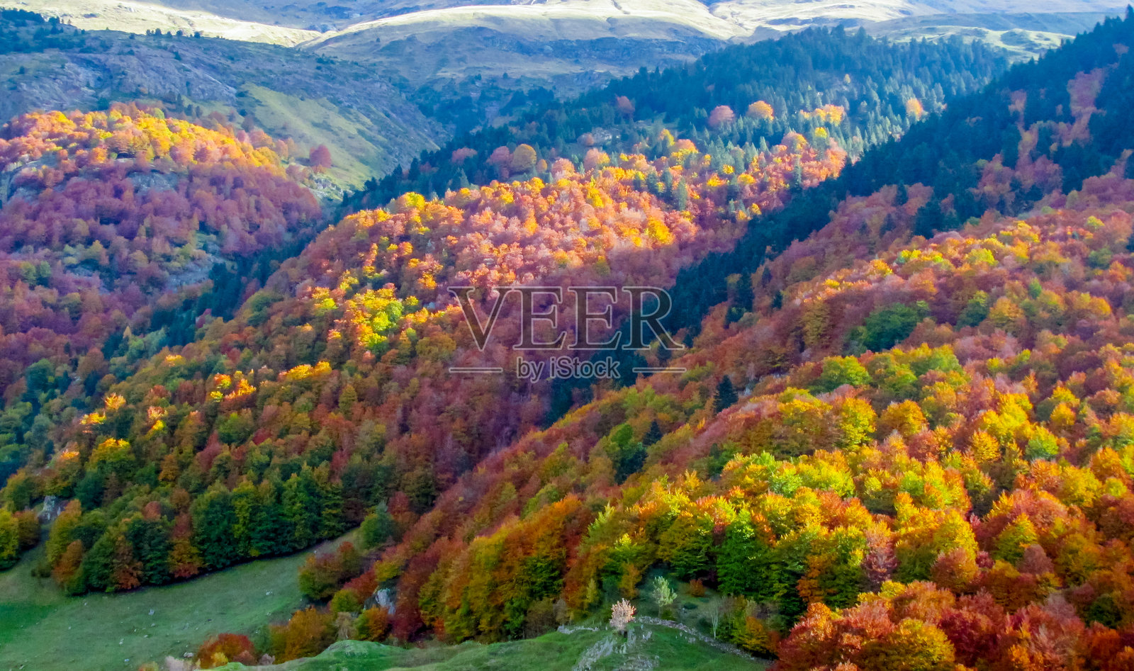 山丘上秋季树木金黄的叶子，季节性的森林色彩照片摄影图片