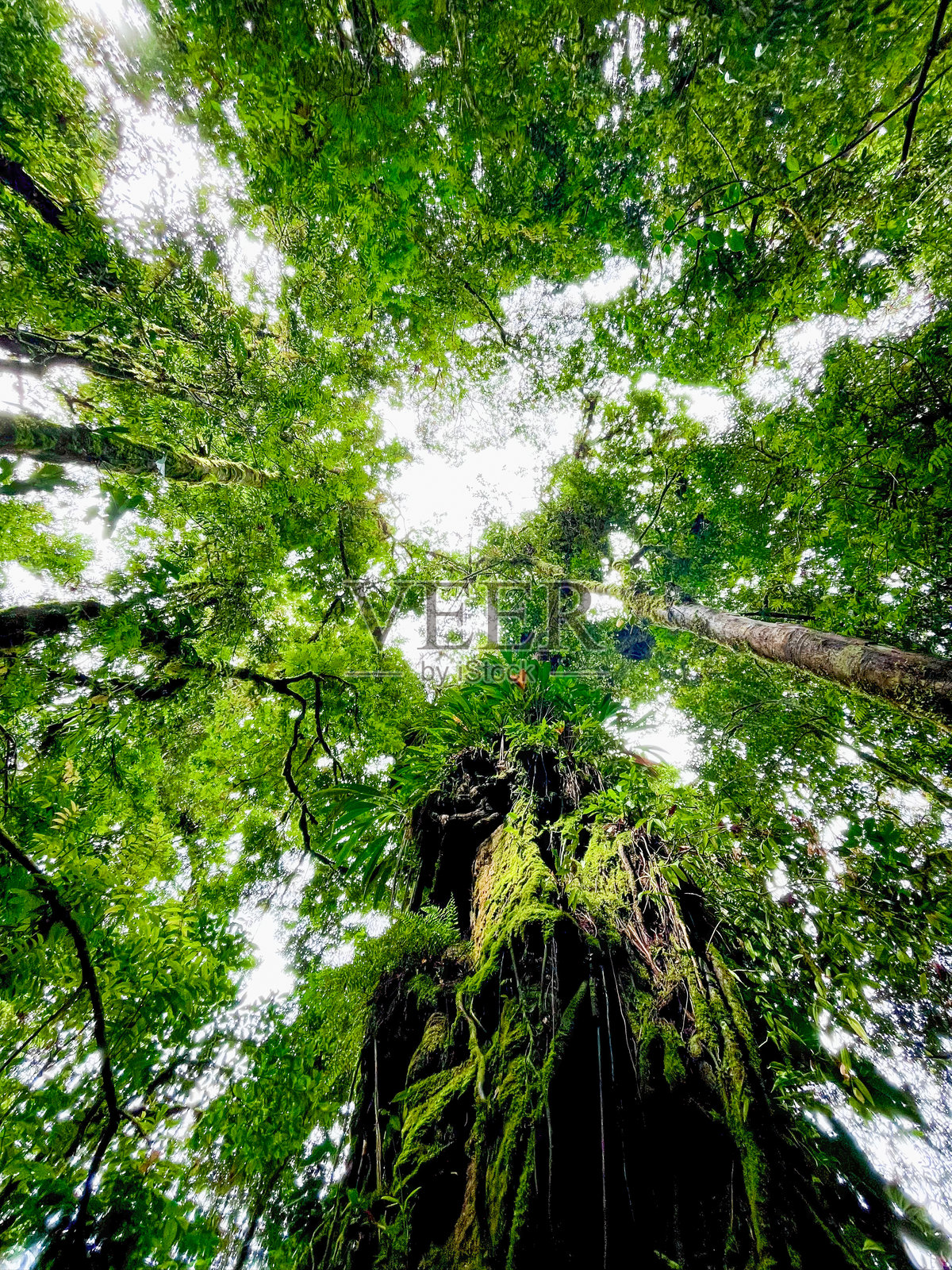 巴拿马雨林中覆盖着苔藓的参天巨树，低角度拍摄，郁郁葱葱的绿色附生植物和茂密的热带树冠照片摄影图片