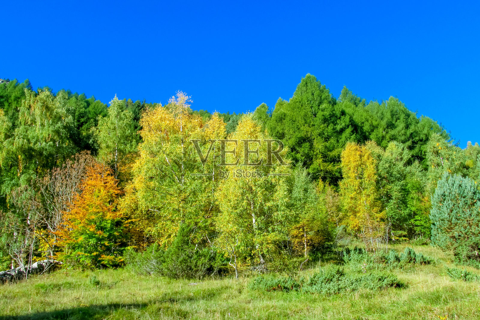 秋季山丘上的树木，金色的树叶，季节性的森林色彩照片摄影图片