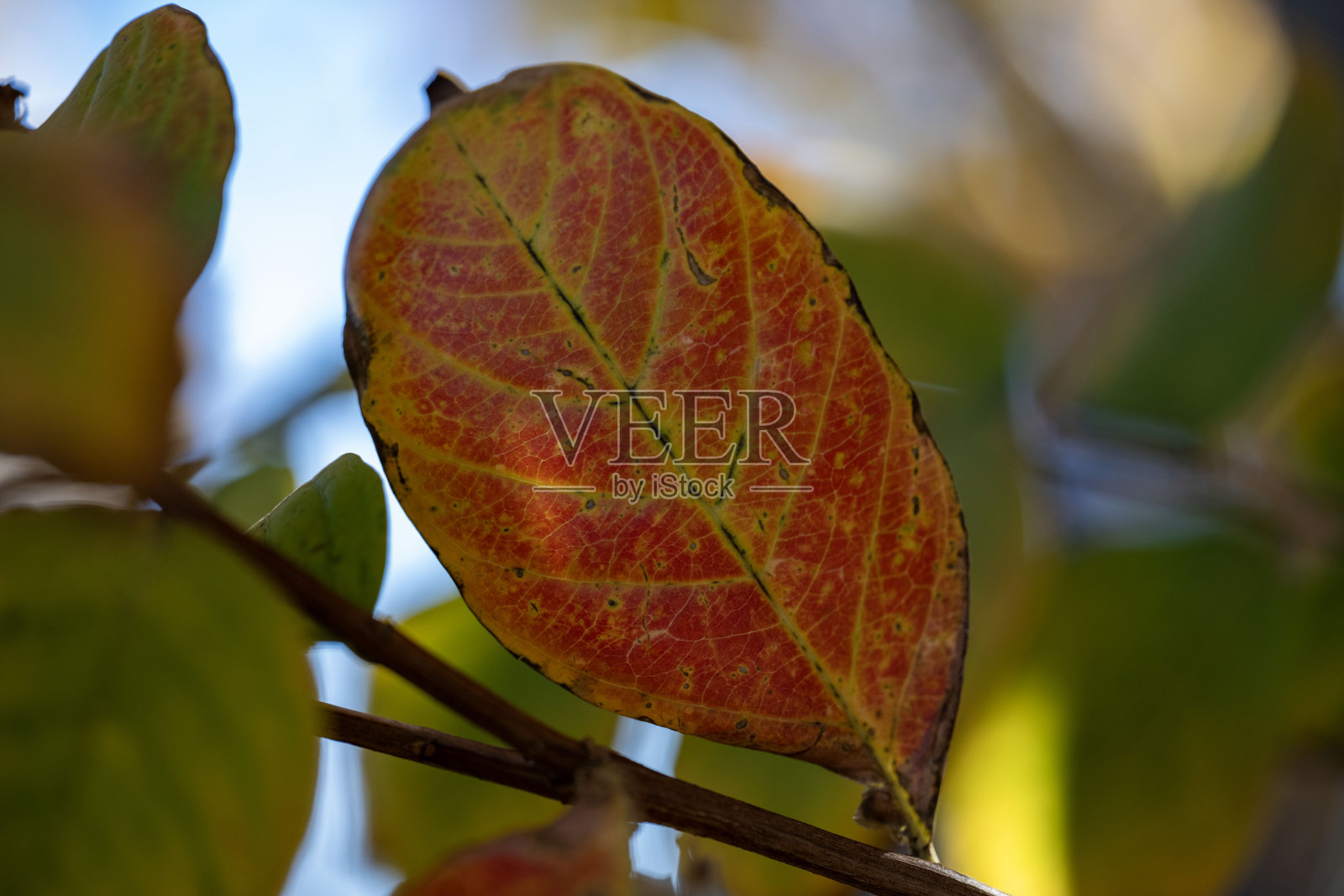 树叶照片摄影图片