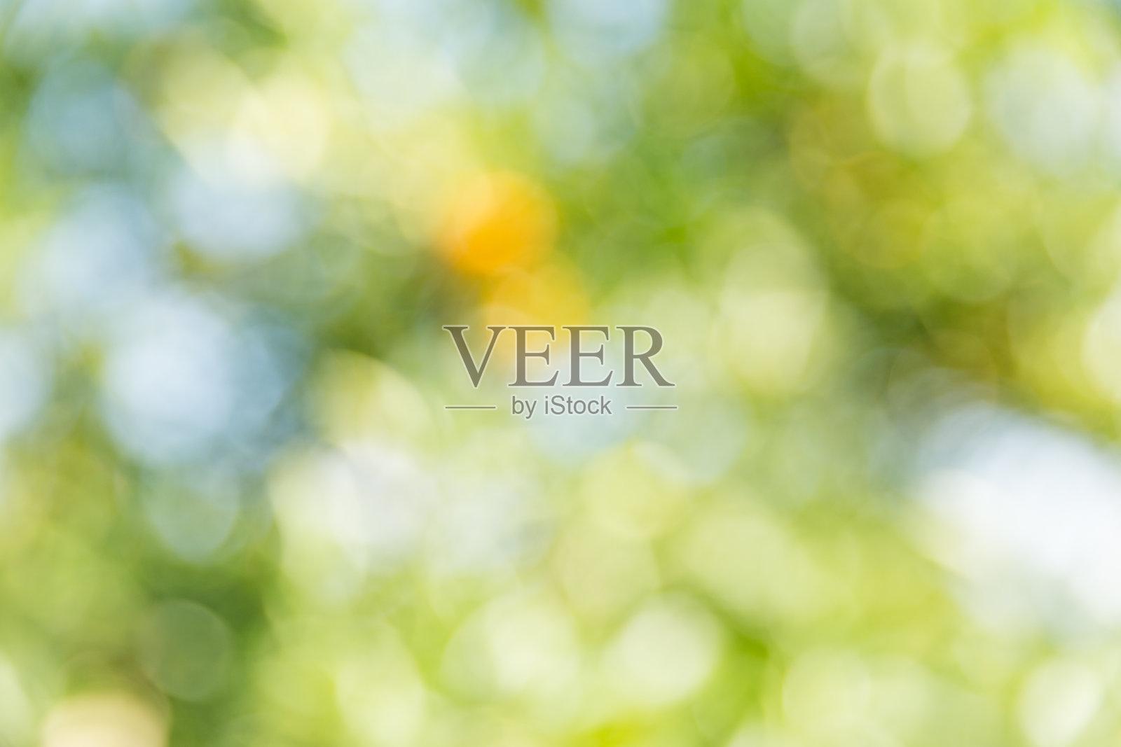 商业概念：柑橘园，橙树正在生长，充满活力的水果，郁郁葱葱的有机绿叶构成绝佳背景，繁茂的绿色花园，硕果累累的成熟果实挂满枝头照片摄影图片