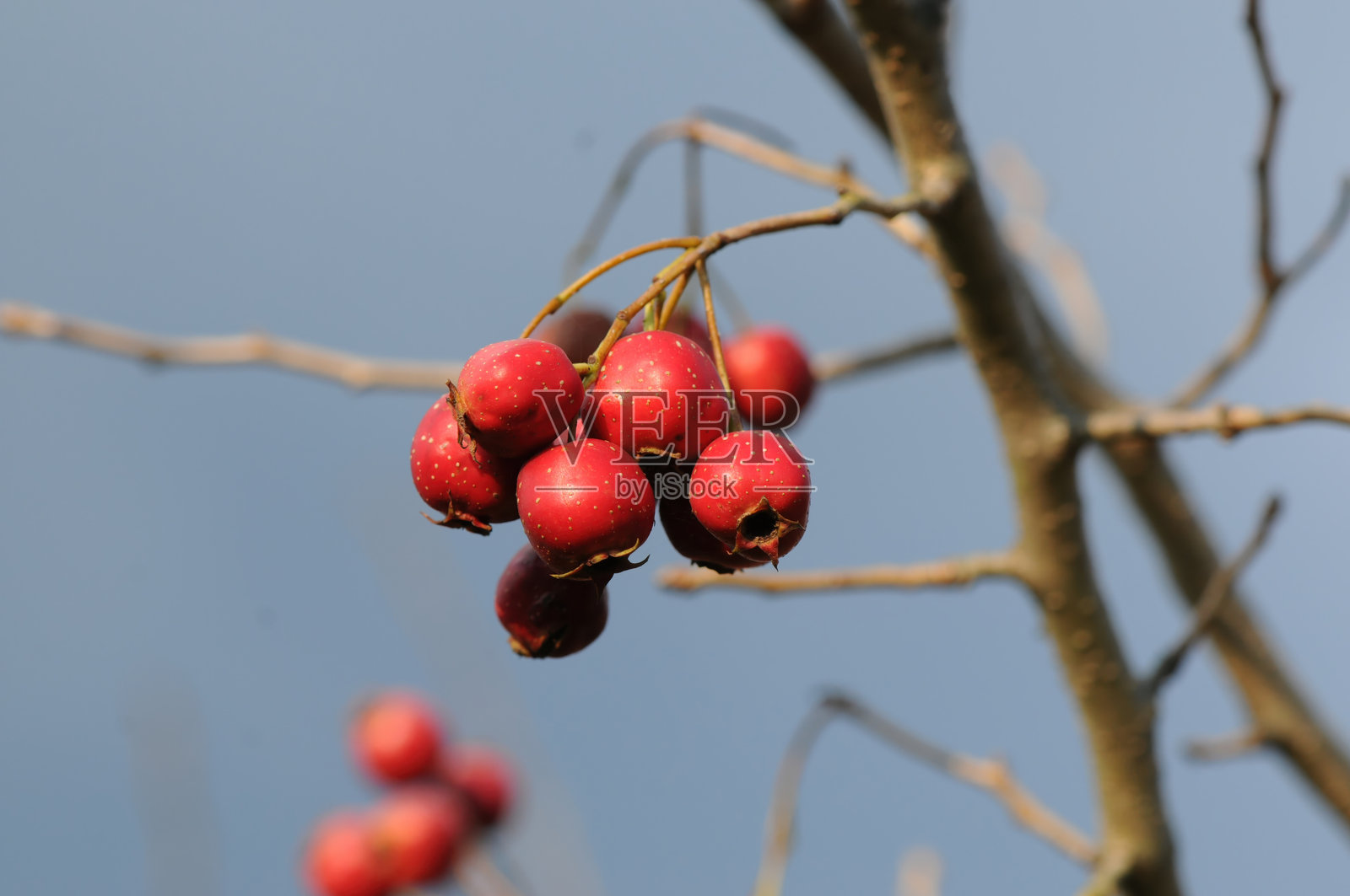 山楂，叶片分裂有齿，树枝灰褐色带刺，五月开白花，秋季结小红果，可作观赏及药用。摄于韩国。照片摄影图片