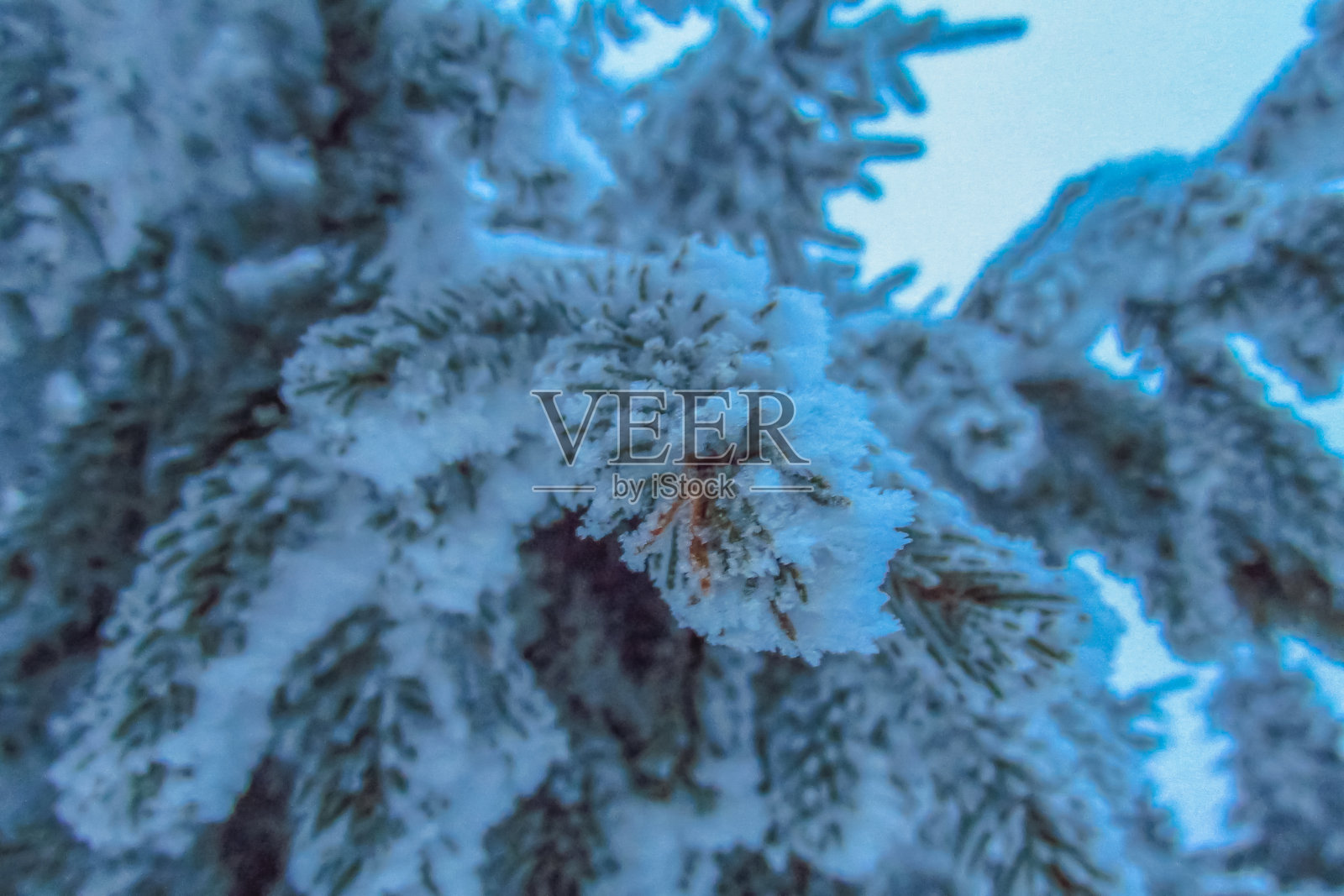 覆盖着雪山的冬青树照片摄影图片