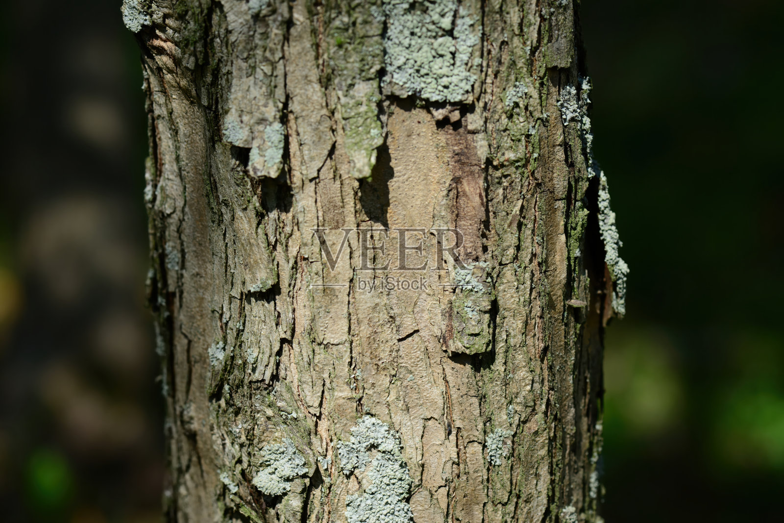 山楂，叶子呈分裂状并带有锯齿，树枝呈灰褐色并带刺，五月开白花，秋季结小红果，可作观赏和药用。摄于韩国。照片摄影图片