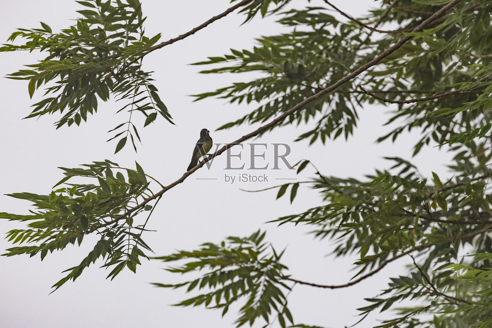 黄喉鹎（学名：Pycnonotus xan topygos）停在树枝上，可爱的鸟儿栖息在枝头照片摄影图片