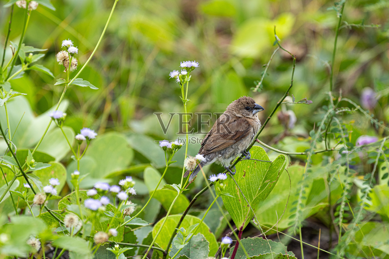 可爱的圆形蓬松小鸟，欧亚树麻雀栖息在树枝上梳理羽毛。圆圆的小鸟。树麻雀。照片摄影图片