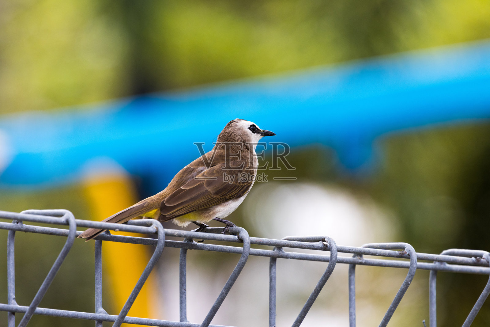 黄臀鹎（学名：Pycnonotus goiavier）栖息在树枝上，一只可爱的鸟儿停在树枝上照片摄影图片