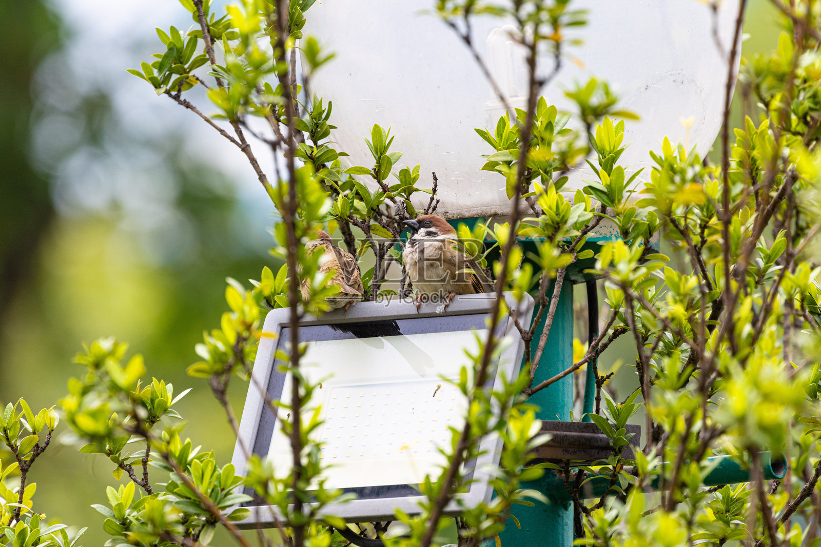可爱的圆滚滚蓬松的鸟欧亚树麻雀在树枝上栖息梳理羽毛。圆圆的鸟。树麻雀照片摄影图片
