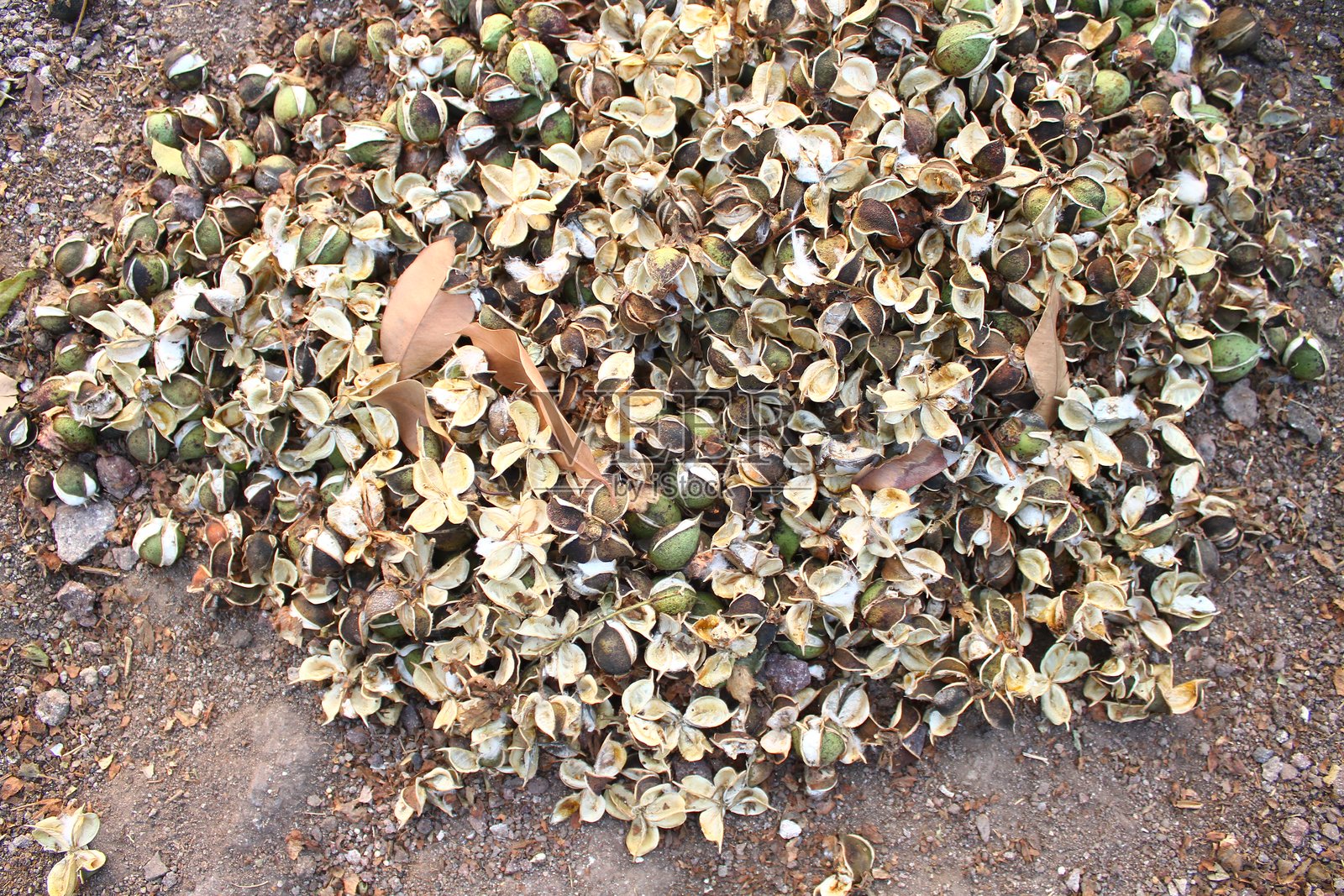 棉花植物张开的种子荚照片摄影图片