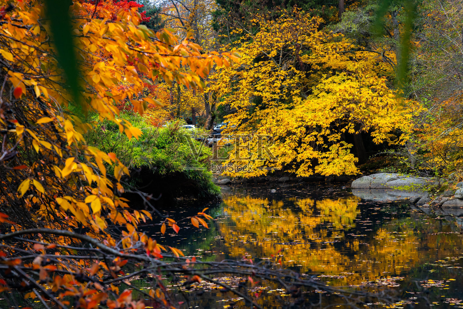 阿什兰金秋时节，利西亚公园的黑天鹅湖照片摄影图片