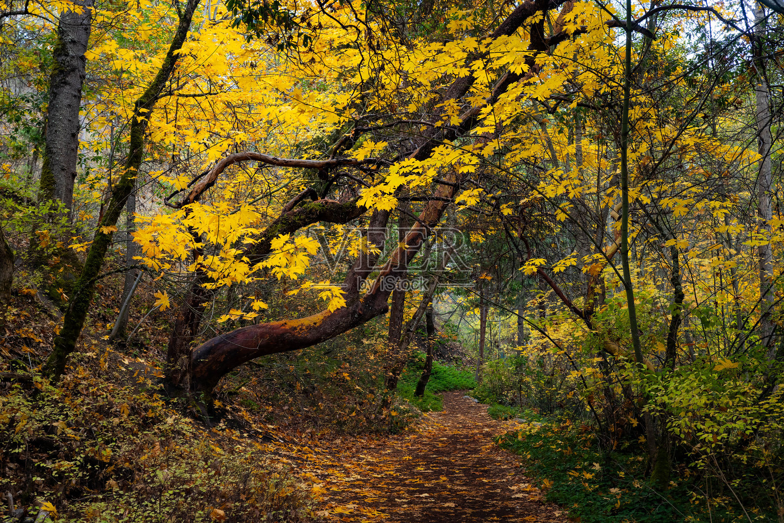 秋季美丽的阿什兰丽思公园照片摄影图片