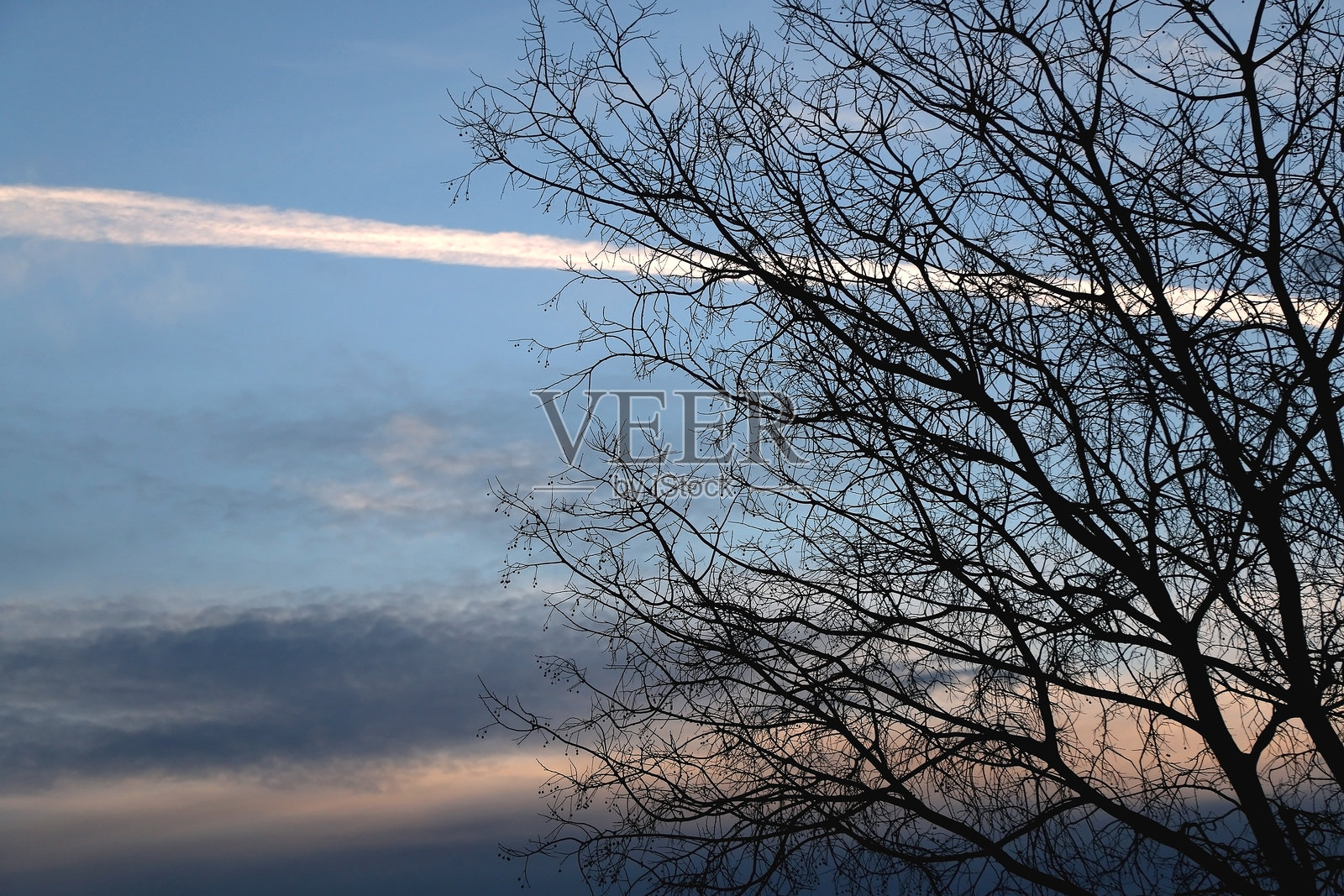 光秃秃的树枝照片摄影图片