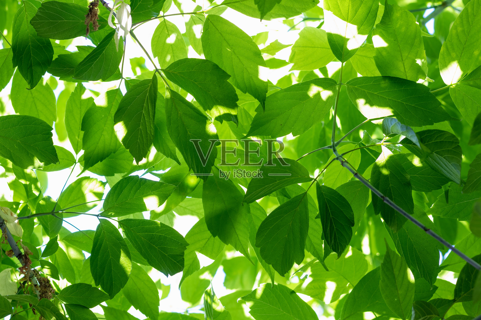 绿叶纹理背景照片摄影图片