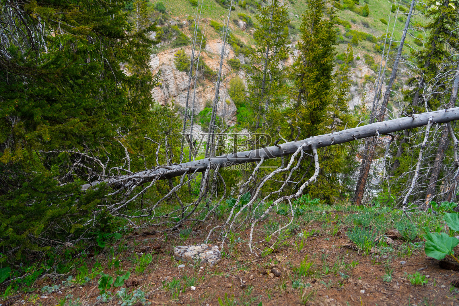 Fallen tree trunk in a bright green coniferous forest照片摄影图片