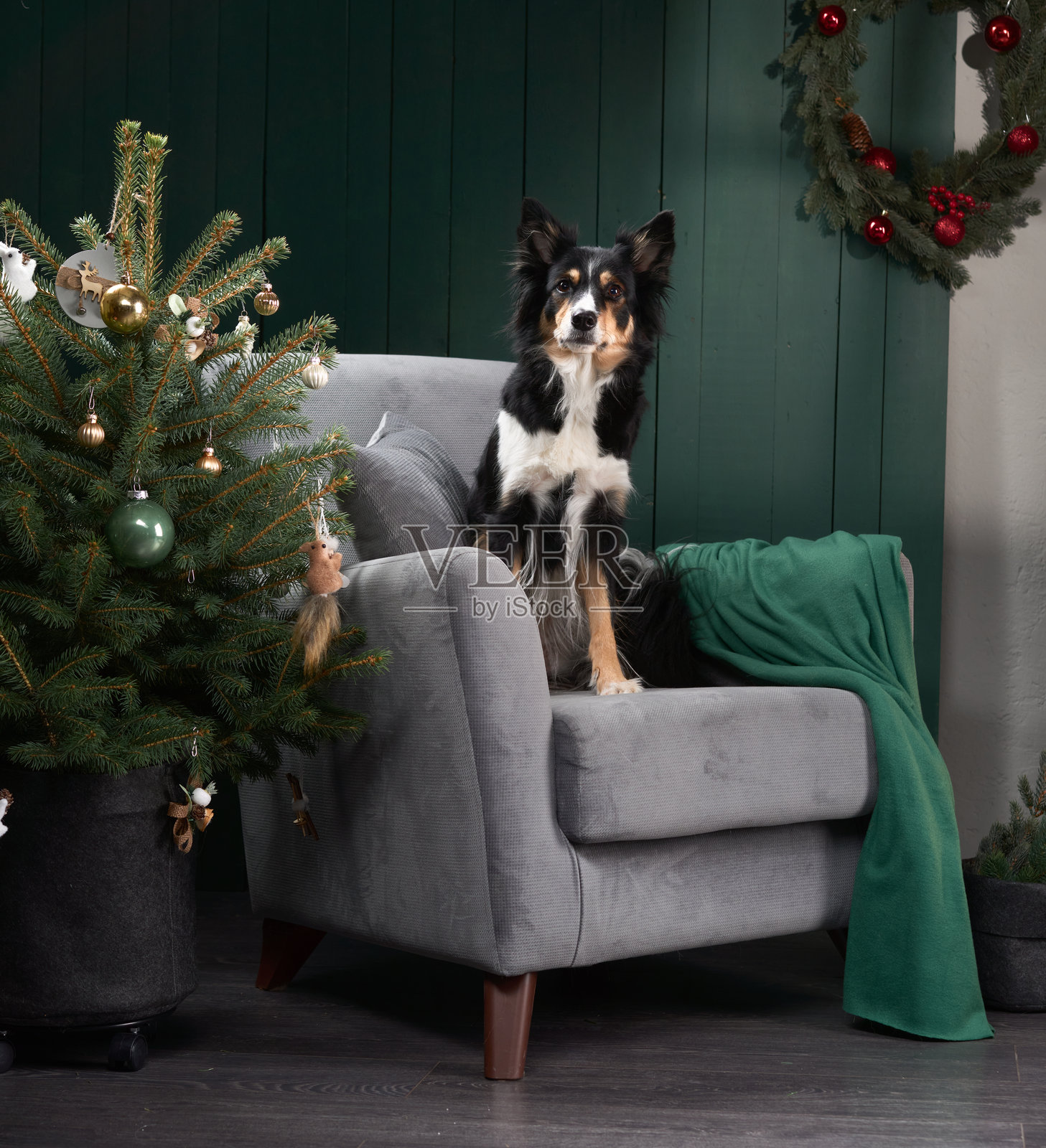 一只专注的狗狗坐在室内的扶手椅上照片摄影图片